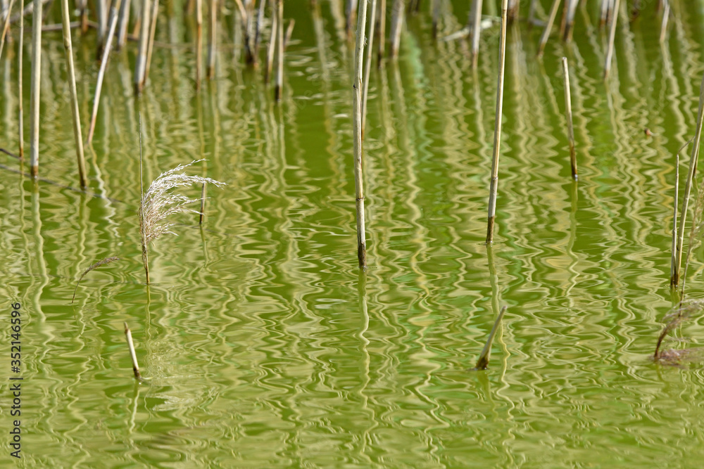 Adobestock 352146596 Preview